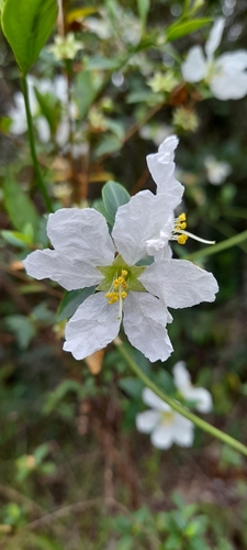 Diplusodon virgatus (Diplusodon virgatus)