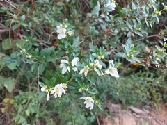 Diplusodon virgatus (Diplusodon virgatus)