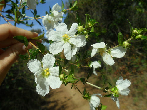 Diplusodon virgatus (Diplusodon virgatus)