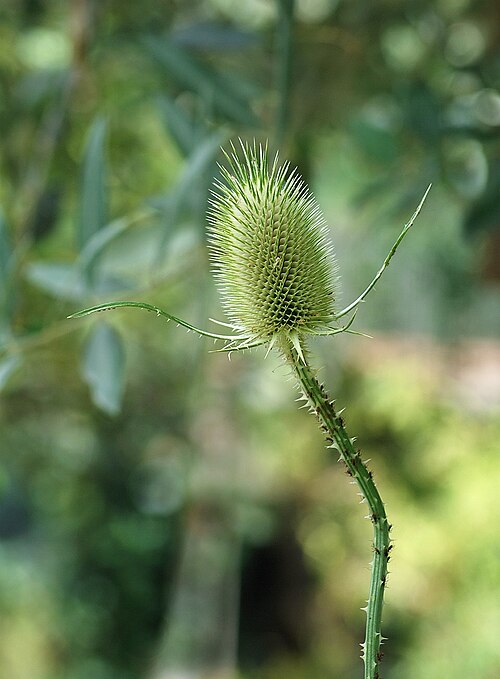 Dipsacus comosus: Inflorescence of a teasel