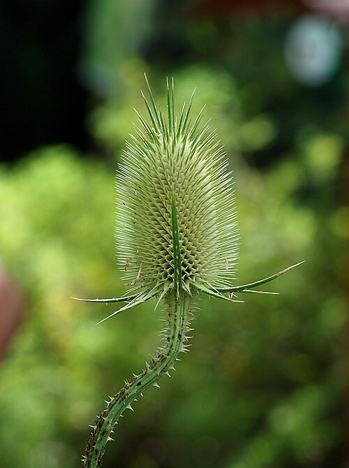 Dipsacus comosus: Inflorescence of a teasel
