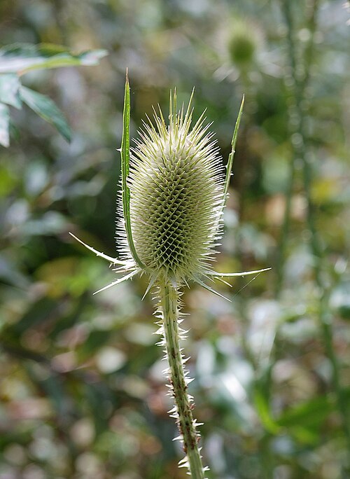 Dipsacus comosus: Inflorescence of a teasel
