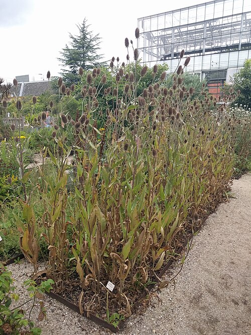 Wild teasel: Dipsacus fullonum , Hortus Botanicus Leiden, Netherlands