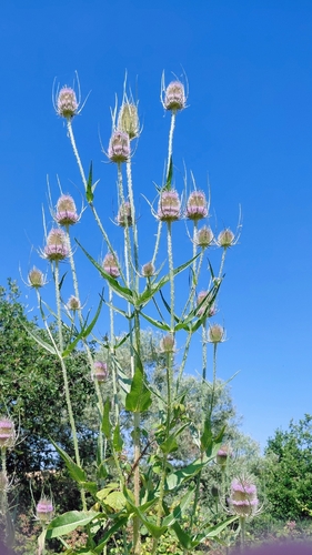 Wild teasel (Dipsacus fullonum)