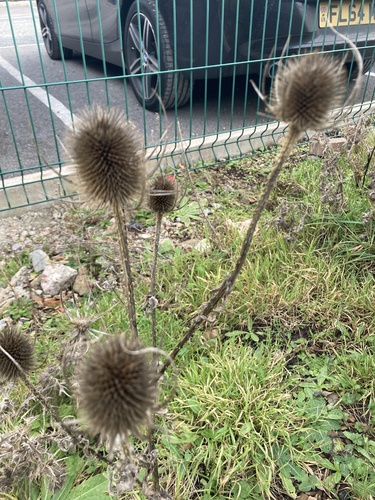 Wild teasel (Dipsacus fullonum)