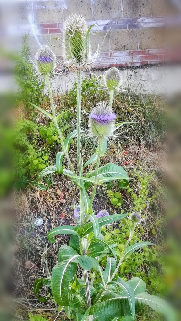 Wild teasel (Dipsacus fullonum)