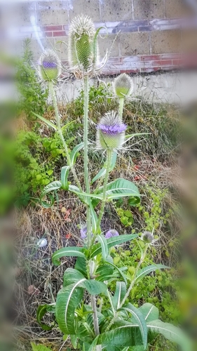 Wild teasel