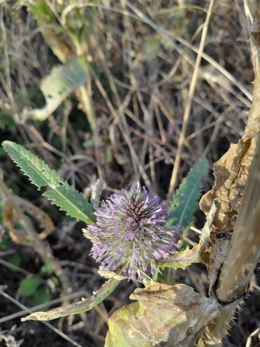 Wild teasel (Dipsacus fullonum)