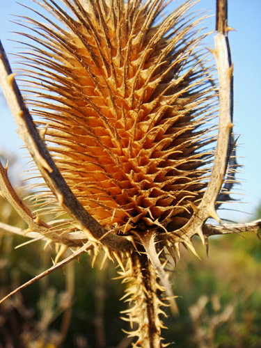 Wild teasel (Dipsacus fullonum)