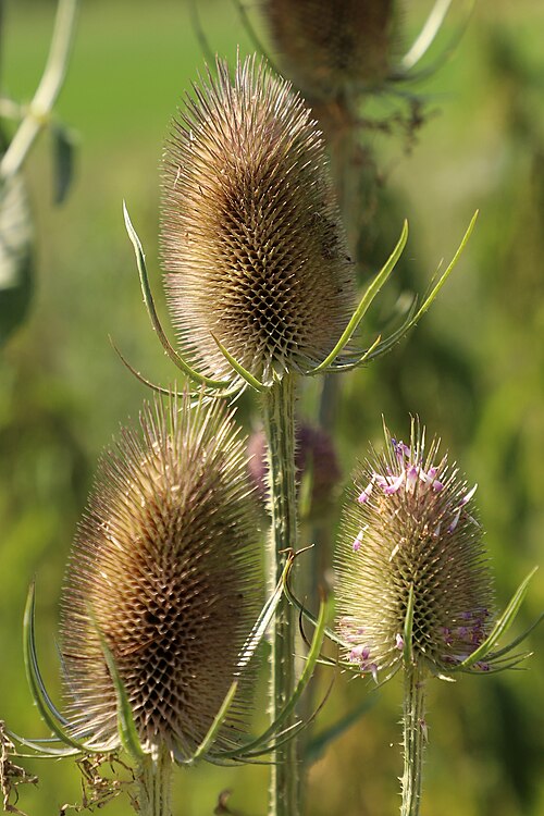 Wild teasel: Wild teasel (Dipsacus fullonum) flower heads. A biennial plant up to 1.5 meters tall, native to Eurasia and North Africa. The wild teasel is known for its prick