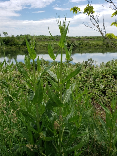 Wild teasel (Dipsacus fullonum)