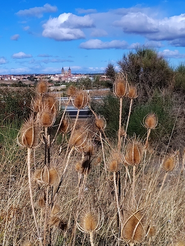 Wild teasel (Dipsacus fullonum)