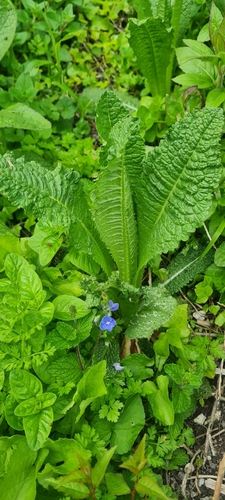 Wild teasel (Dipsacus fullonum)