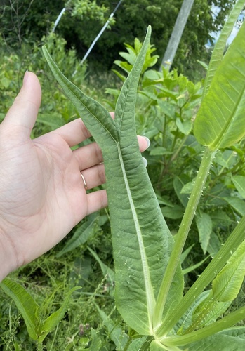 Wild teasel (Dipsacus fullonum)