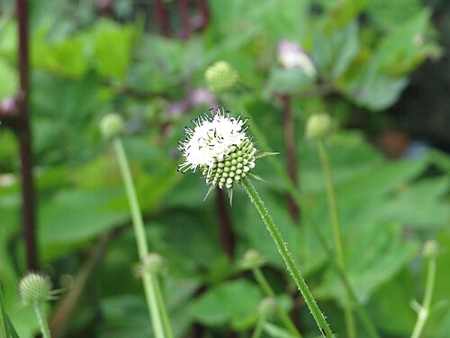 Dipsacus inermis: Chinese teasel