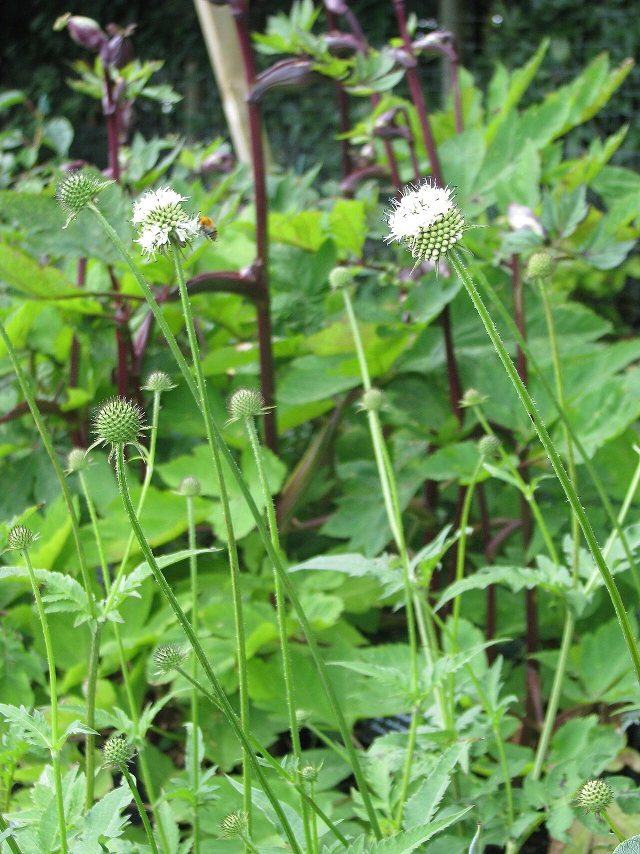Dipsacus inermis: Dipsacus asper