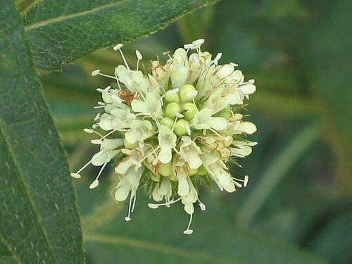 Dipsacus inermis: 川續斷 Dipsacus asper [昆明世博園 Kunming Expo Garden, China]