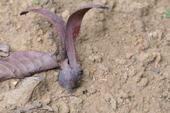 Dipterocarpus indicus (Dipterocarpus indicus)