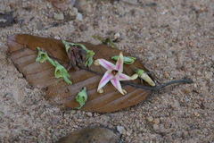 Dipterocarpus indicus (Dipterocarpus indicus)