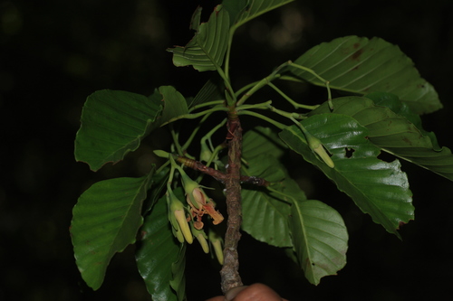 Dipterocarpus indicus (Dipterocarpus indicus)