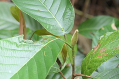Dipterocarpus indicus (Dipterocarpus indicus)