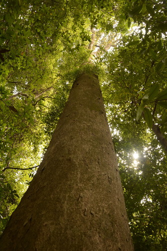 Dipterocarpus indicus (Dipterocarpus indicus)