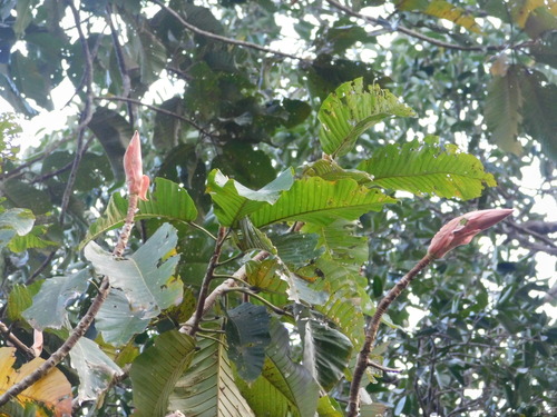 Dipterocarpus littoralis (Dipterocarpus littoralis)