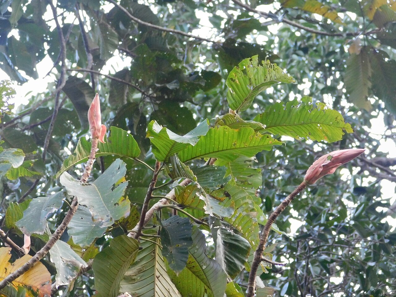 Dipterocarpus littoralis: Dipterocarpus littoralis in Garut, Jawa Barat, Indonesia