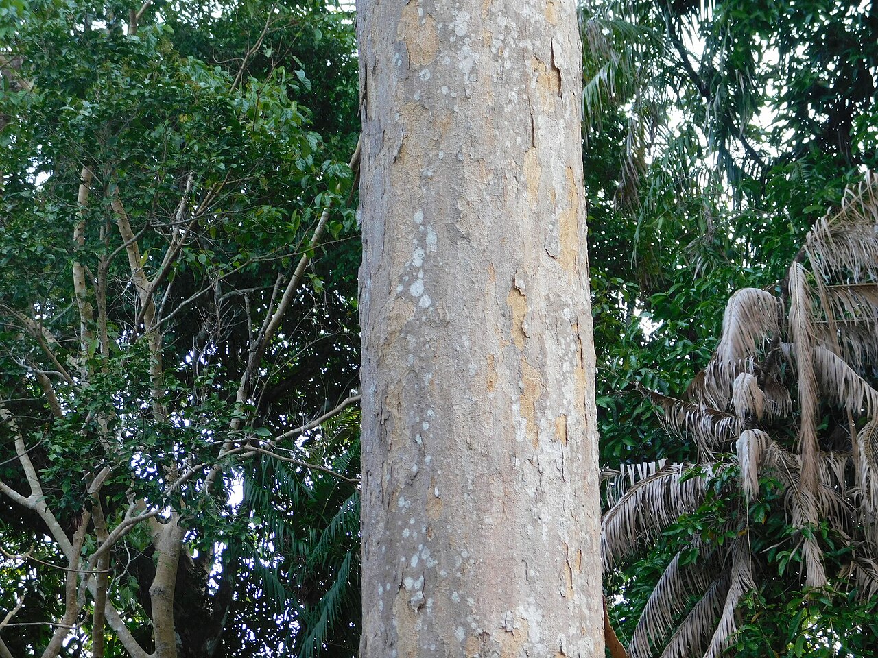 Dipterocarpus littoralis: Dipterocarpus littoralis in Garut, Jawa Barat, Indonesia