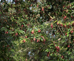 Dipterocarpus oblongifolius (Dipterocarpus oblongifolius)