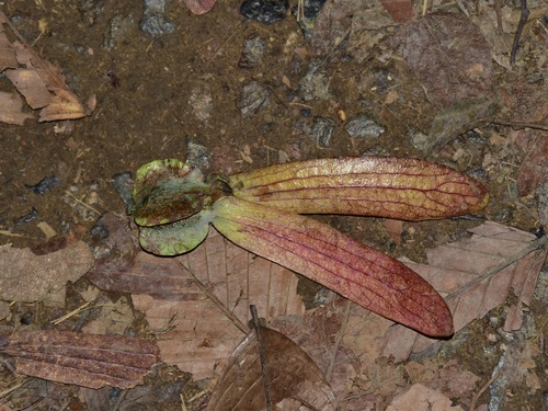 Dipterocarpus palembanicus (Dipterocarpus palembanicus)