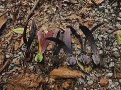 Dipterocarpus palembanicus (Dipterocarpus palembanicus)