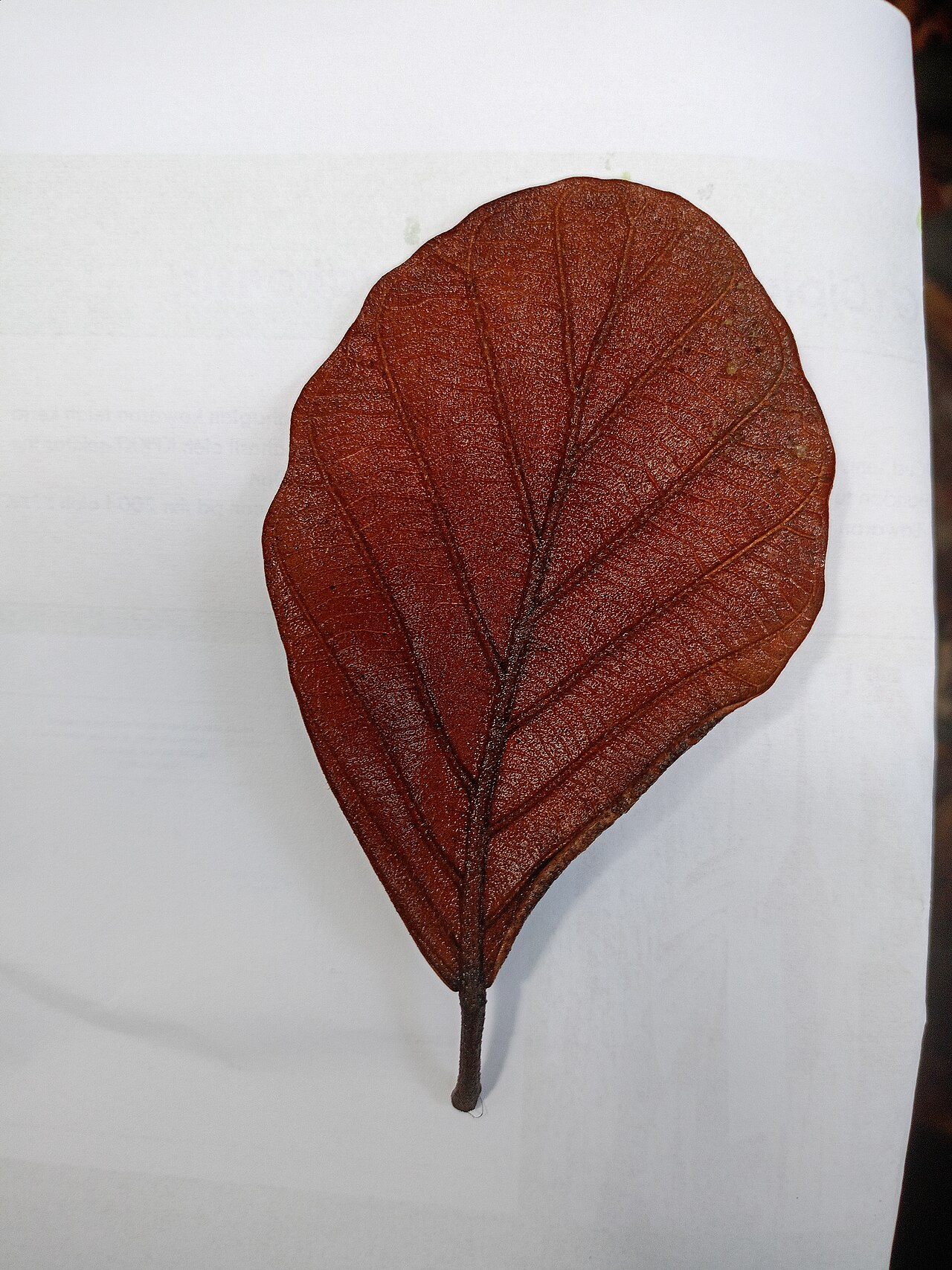 Dipterocarpus sarawakensis: Dipterocarpus sarawakensis