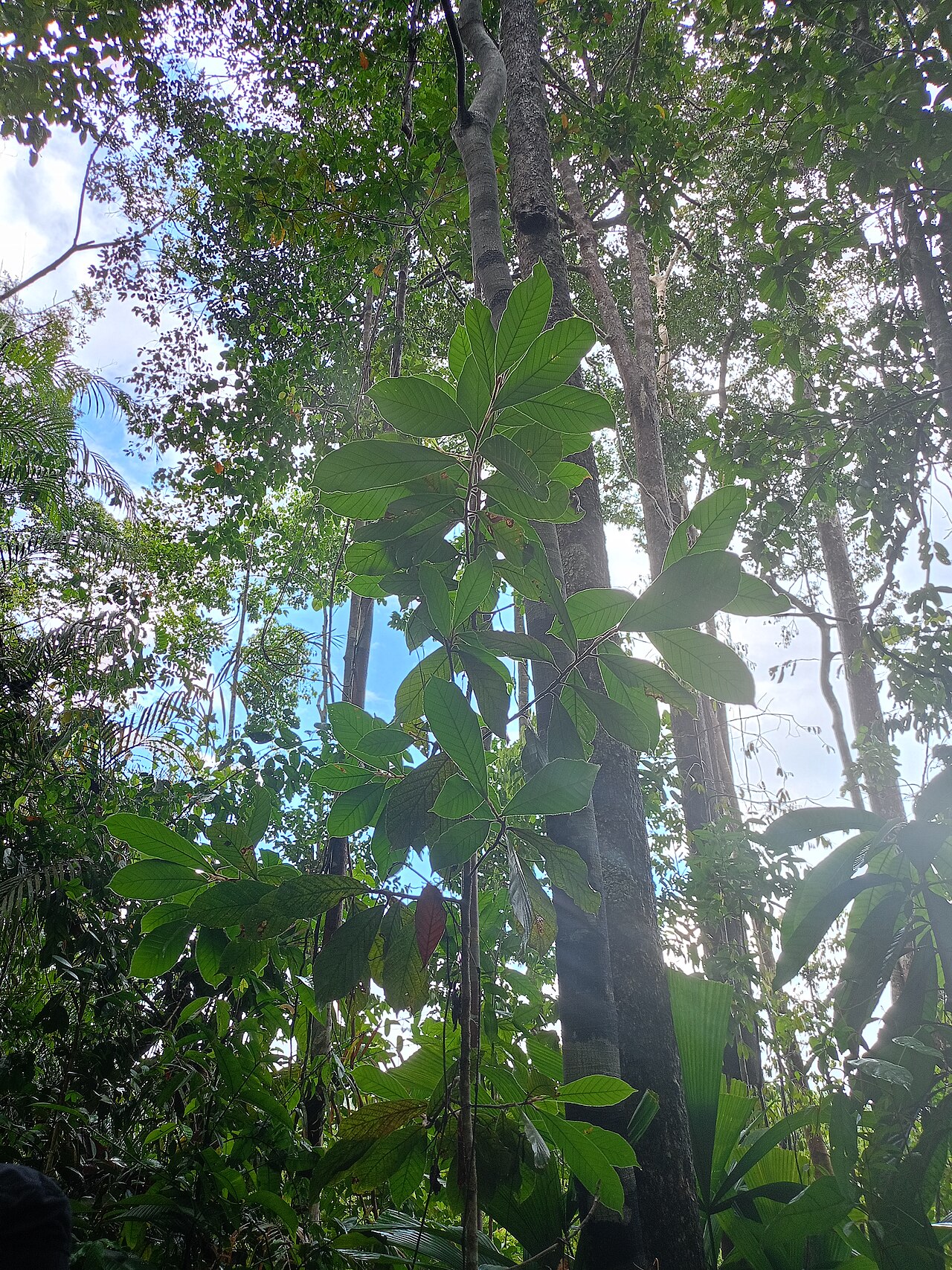 Dipterocarpus sarawakensis: Dipterocarpus sarawakensis