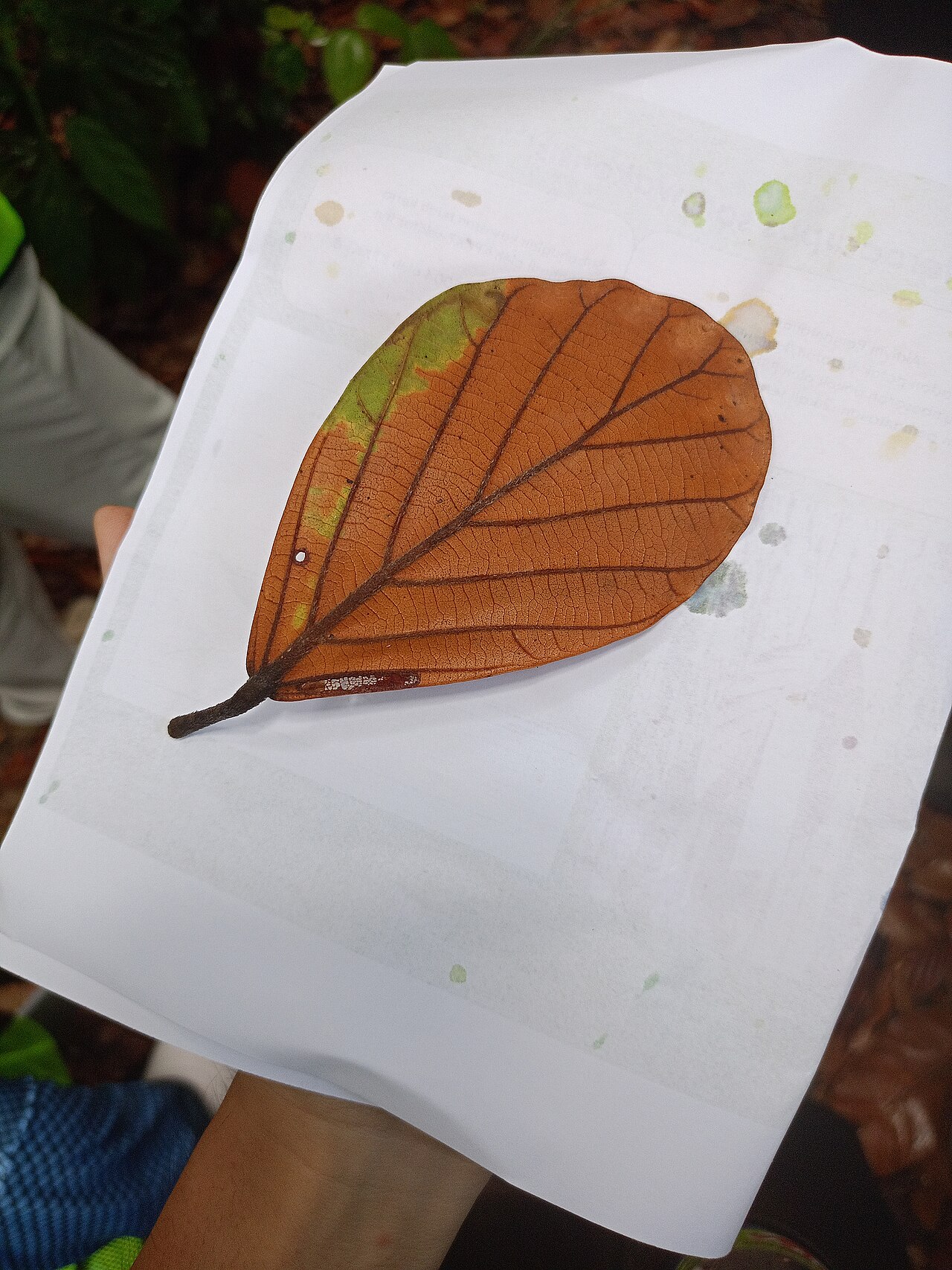 Dipterocarpus sarawakensis: Dipterocarpus sarawakensis