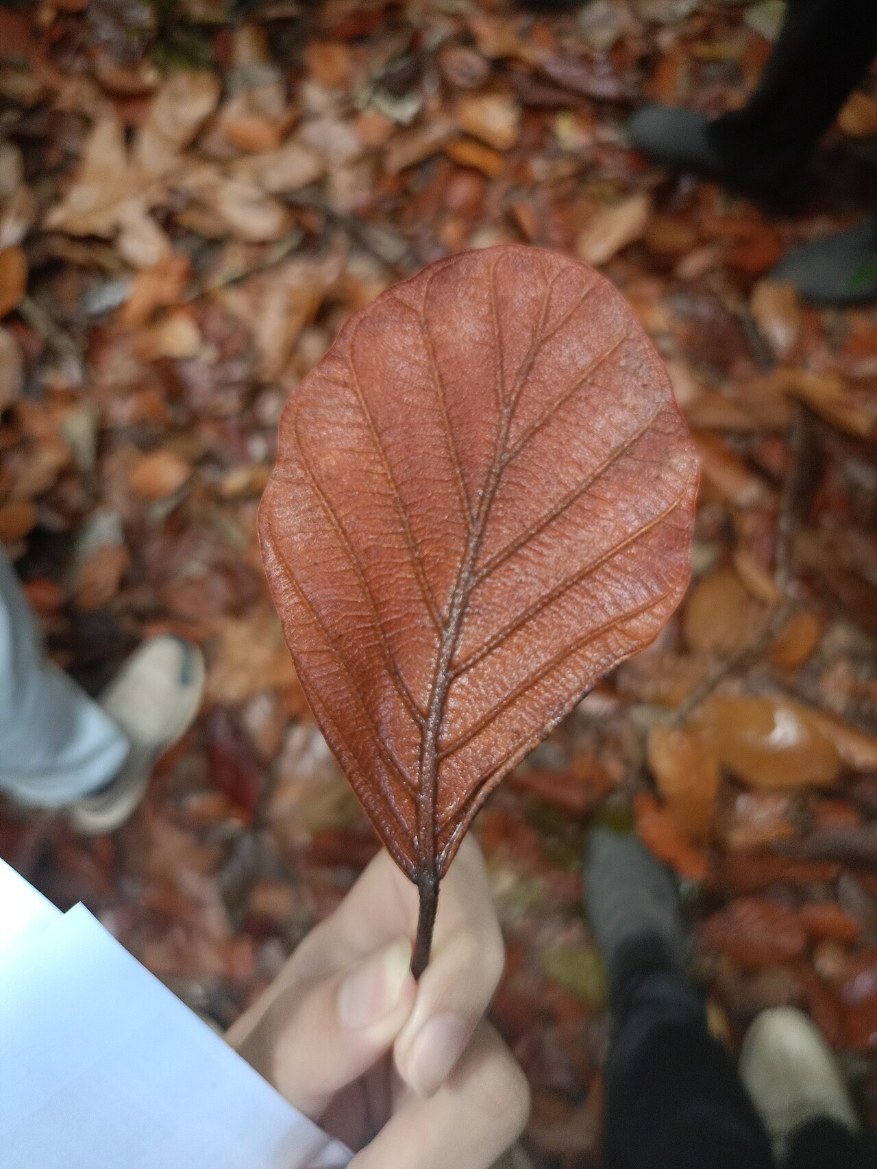 Dipterocarpus sarawakensis: Dipterocarpus sarawakensis