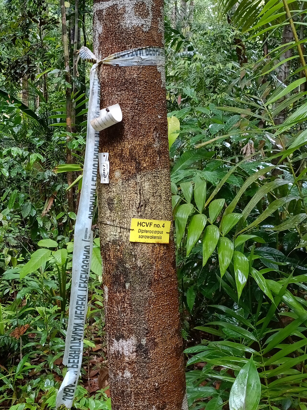 Dipterocarpus sarawakensis: Dipterocarpus sarawakensis