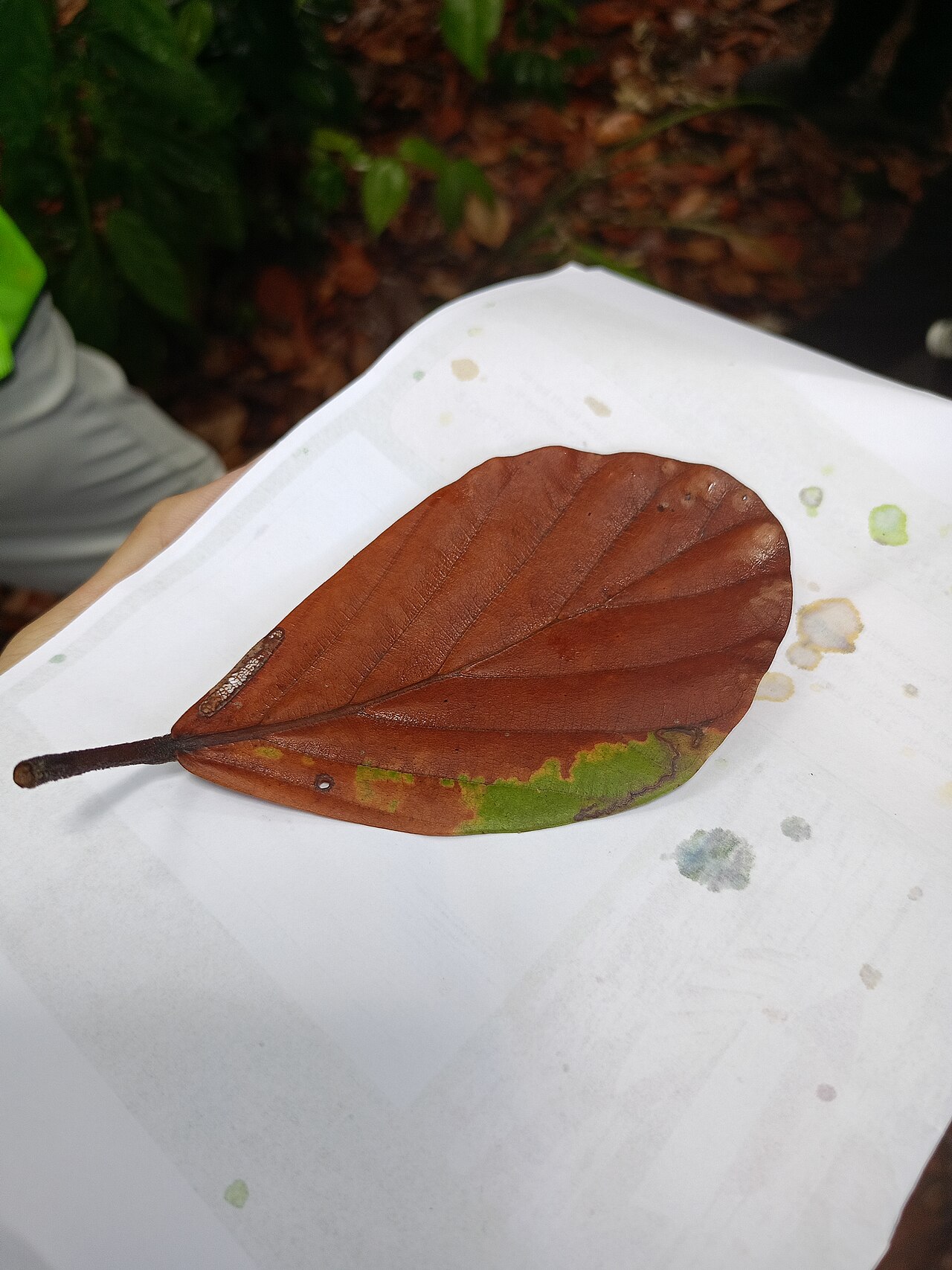 Dipterocarpus sarawakensis: Dipterocarpus sarawakensis