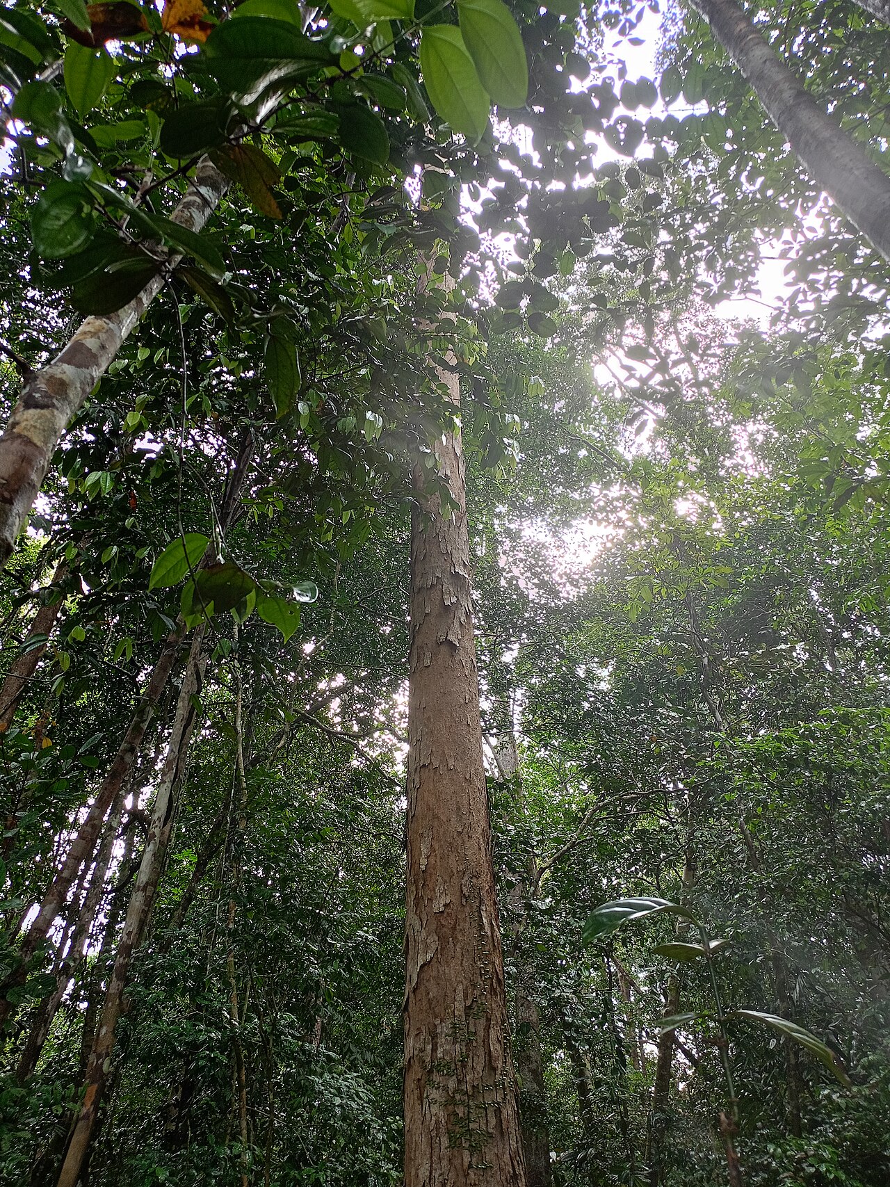 Dipterocarpus sarawakensis: Dipterocarpus sarawakensis