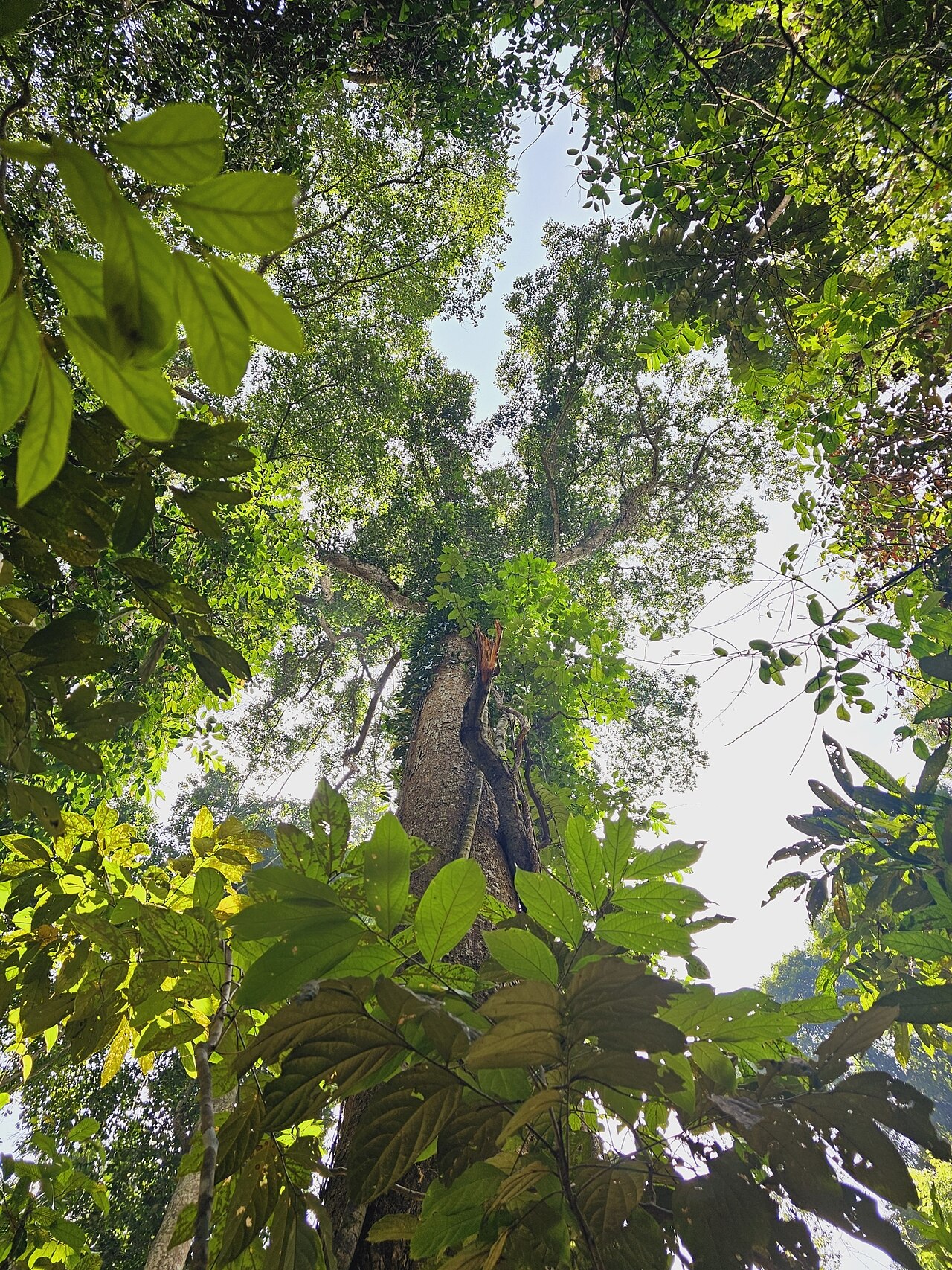 Dipterocarpus tempehes: Dipterocarpus tempehes in Singapore