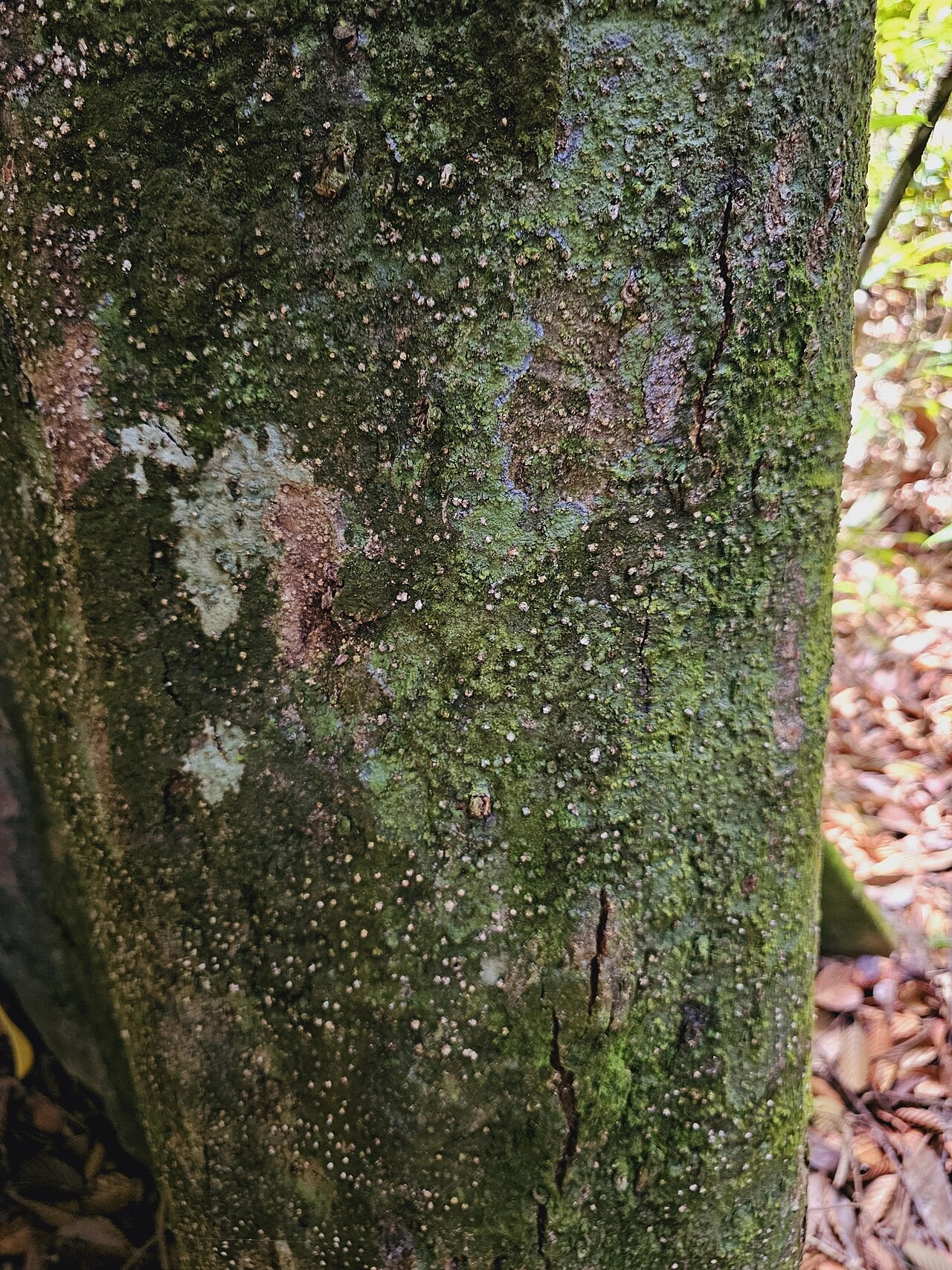 Dipterocarpus tempehes: Dipterocarpus tempehes in Singapore