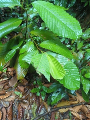 Dipterocarpus tempehes (Dipterocarpus tempehes)