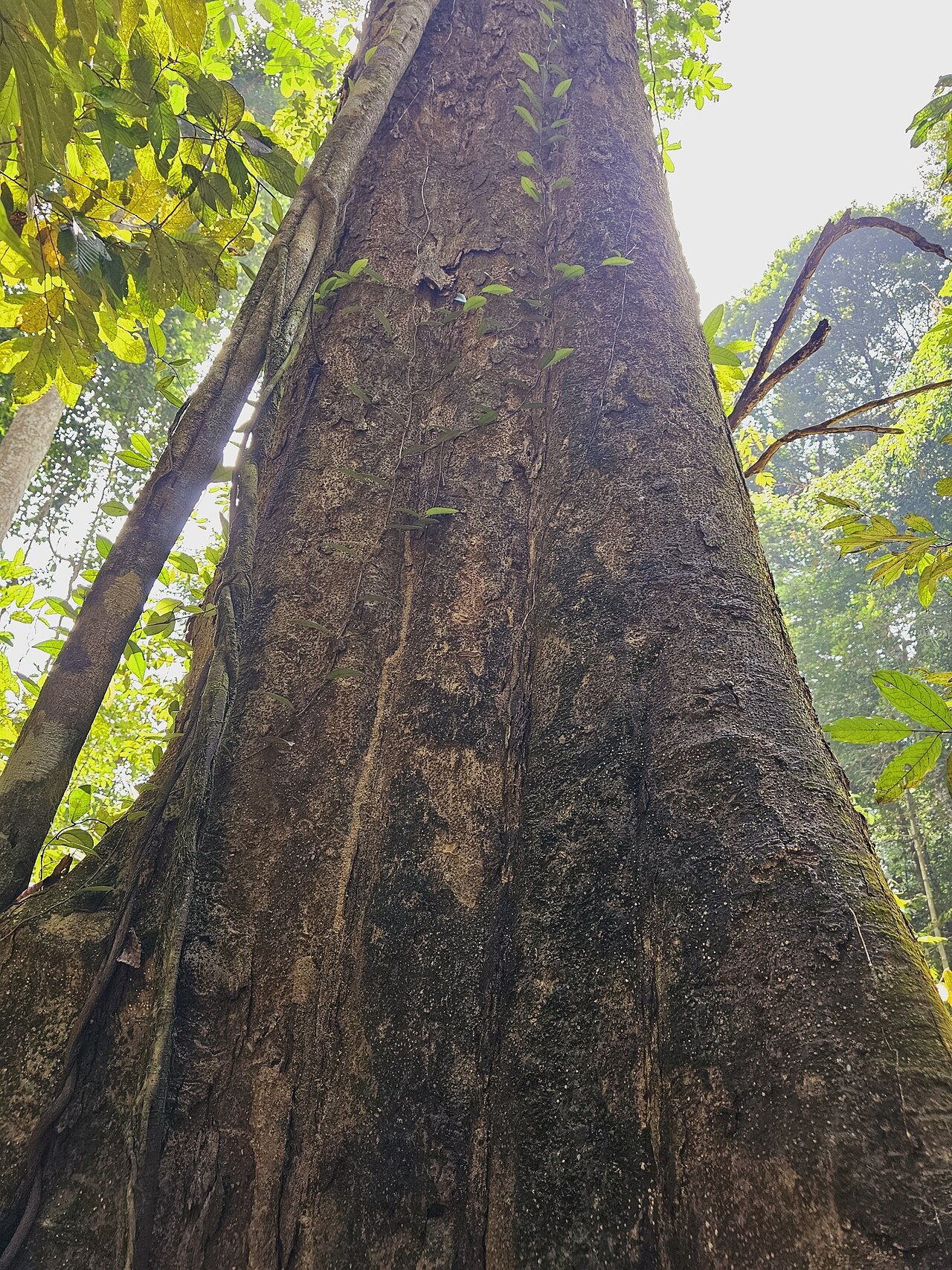 Dipterocarpus tempehes: Dipterocarpus tempehes in Singapore