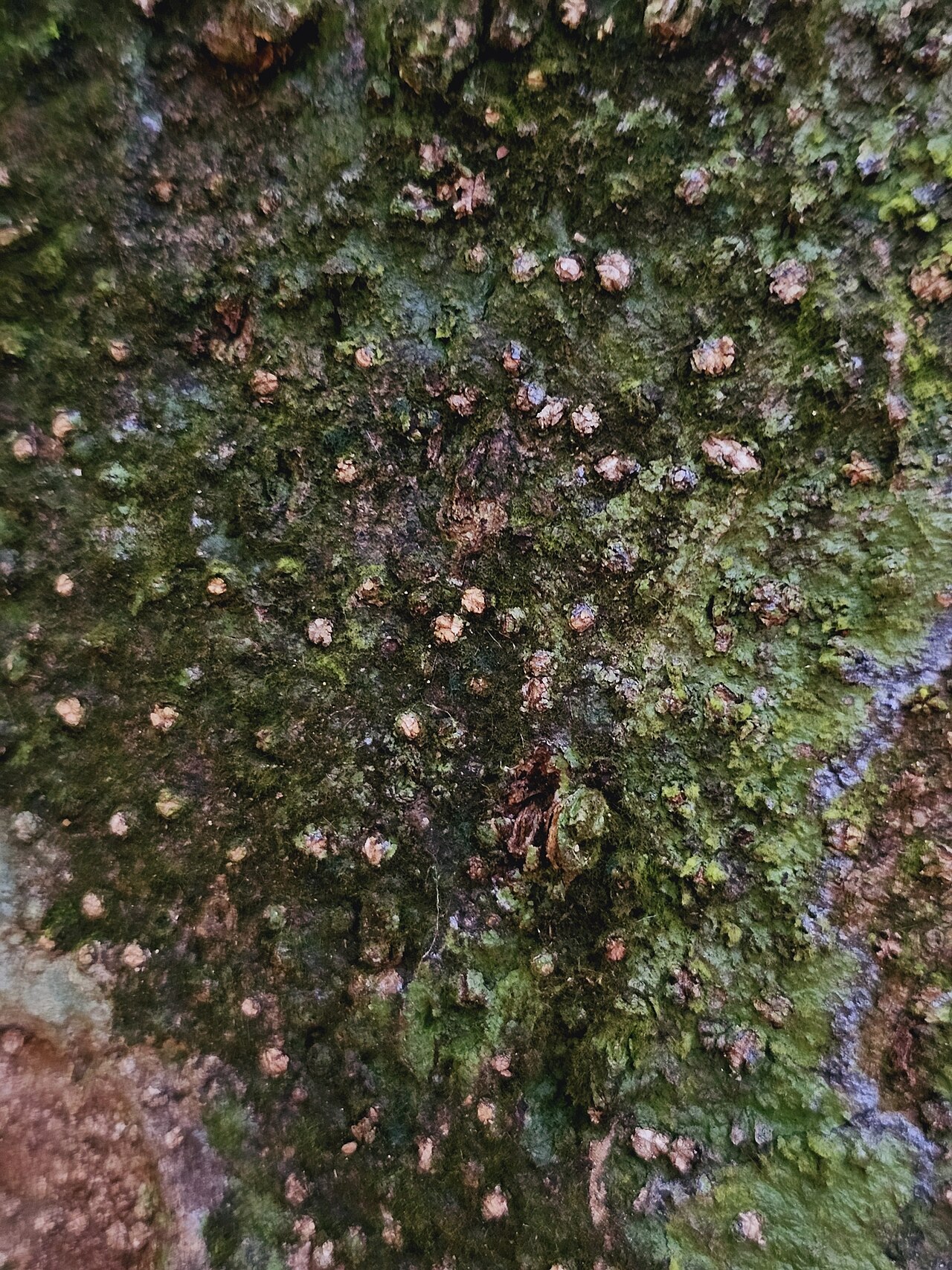 Dipterocarpus tempehes: Dipterocarpus tempehes in Singapore