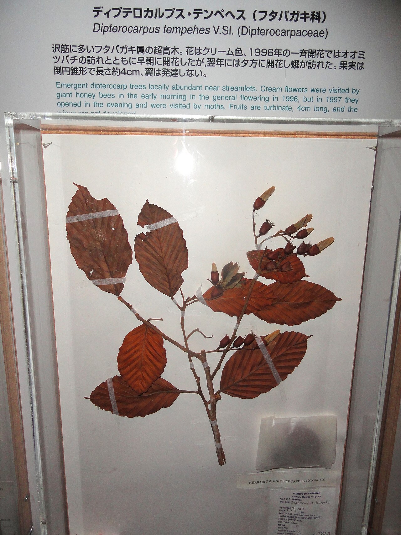 Dipterocarpus tempehes: Exhibit in the Kyoto University Museum, Kyoto, Japan.