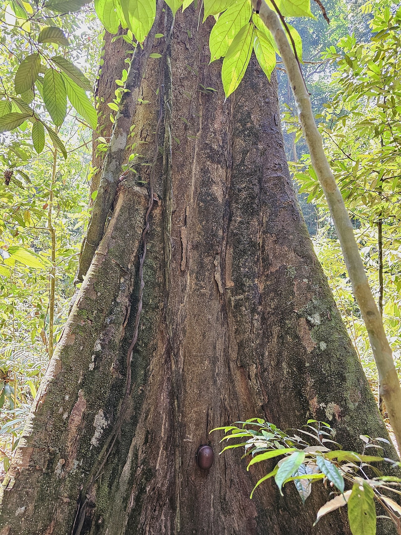 Dipterocarpus tempehes: Dipterocarpus tempehes in Singapore