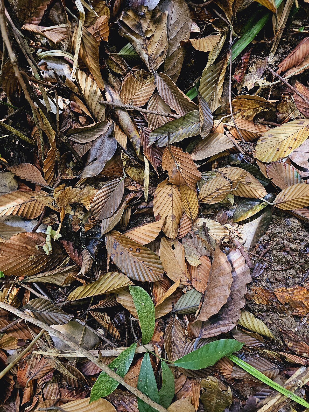 Dipterocarpus tempehes: Dipterocarpus tempehes in Singapore