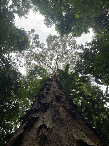 Dipterocarpus verrucosus (Dipterocarpus verrucosus)