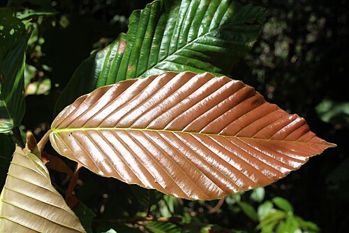Dipterocarpus zeylanicus: Dipterocarpus zeylanicus leaves
