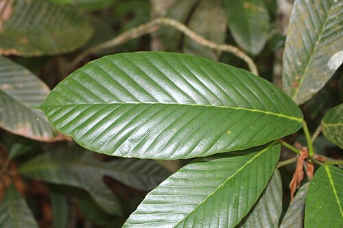 Dipterocarpus zeylanicus: Dipterocarpus zeylanicus leaves